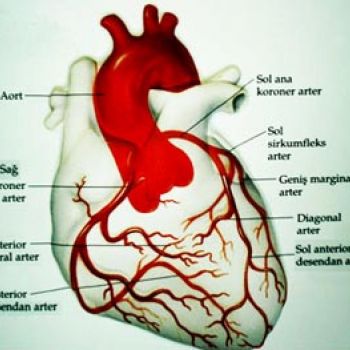 Coronary Artery